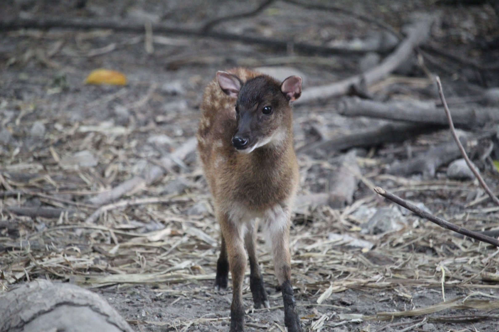 Visayan spotted deer (Rusa alfredi) fawn