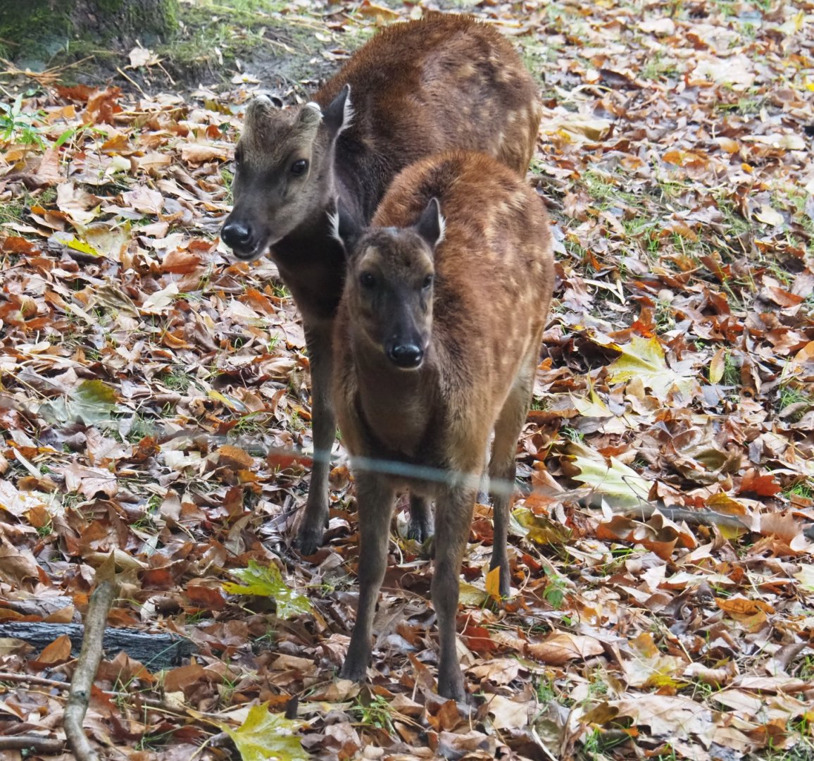 Visayan spotted deer (Rusa alfredi), Nov 10th, 2018