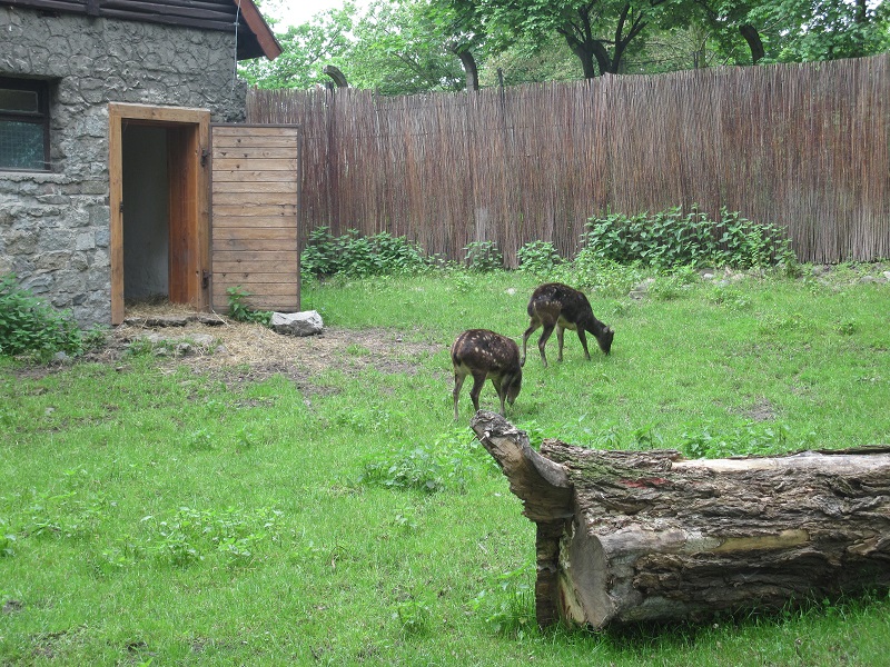 Visayan spotted deer (Rusa alfredi)