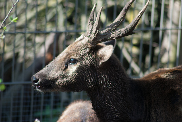 Visayan spotted deer (Rusa alfredi)