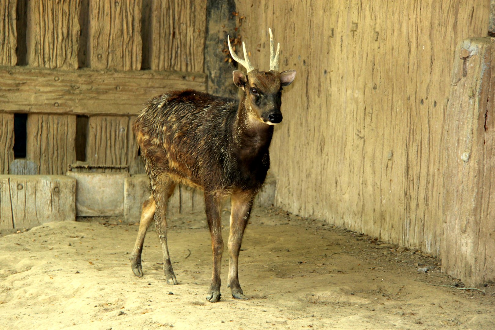 Visayan spotted deer (Rusa alfredi)