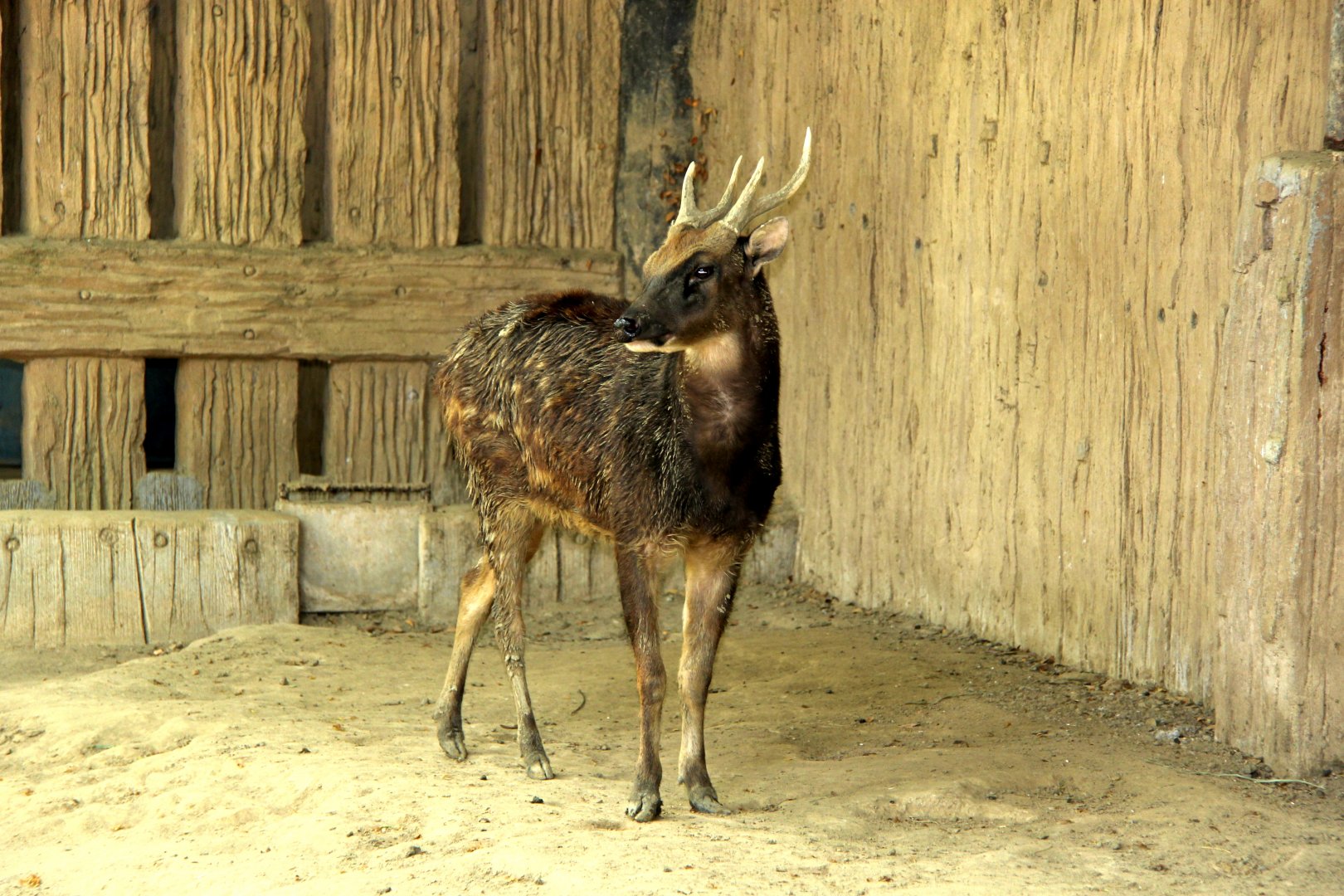 Visayan spotted deer (Rusa alfredi)