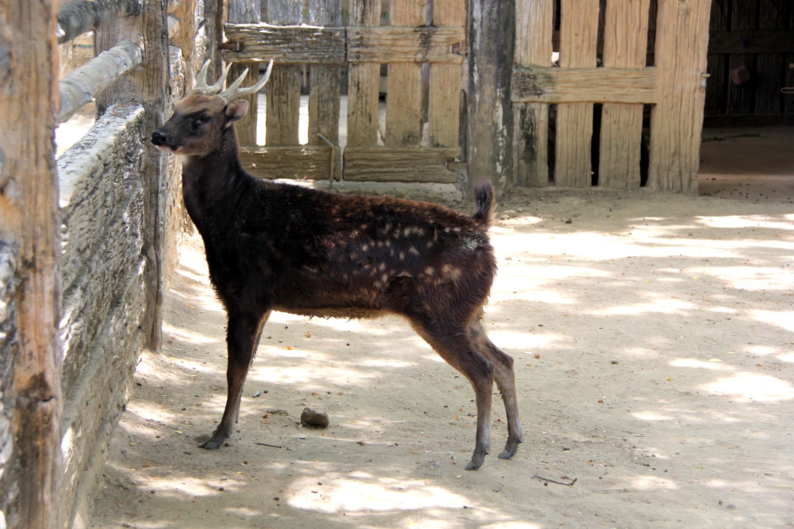 Visayan spotted deer (Rusa alfredi)