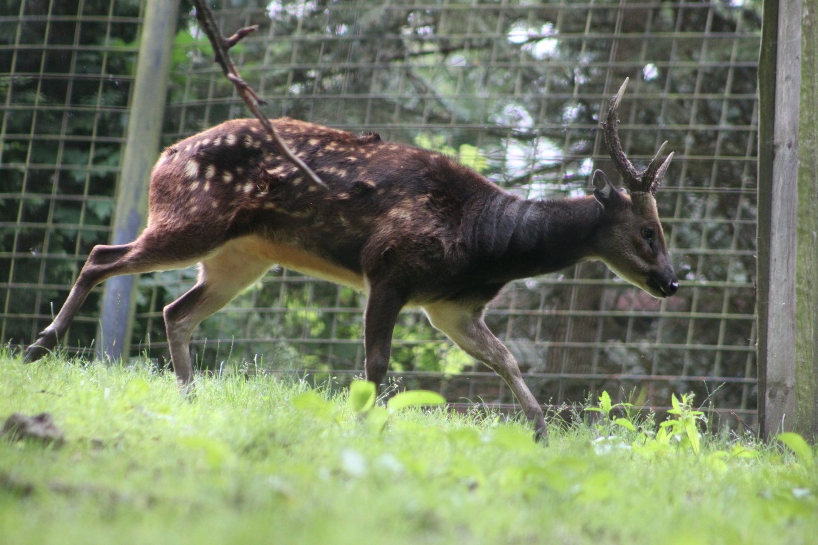 Visayan spotted deer (Rusa alfredi)