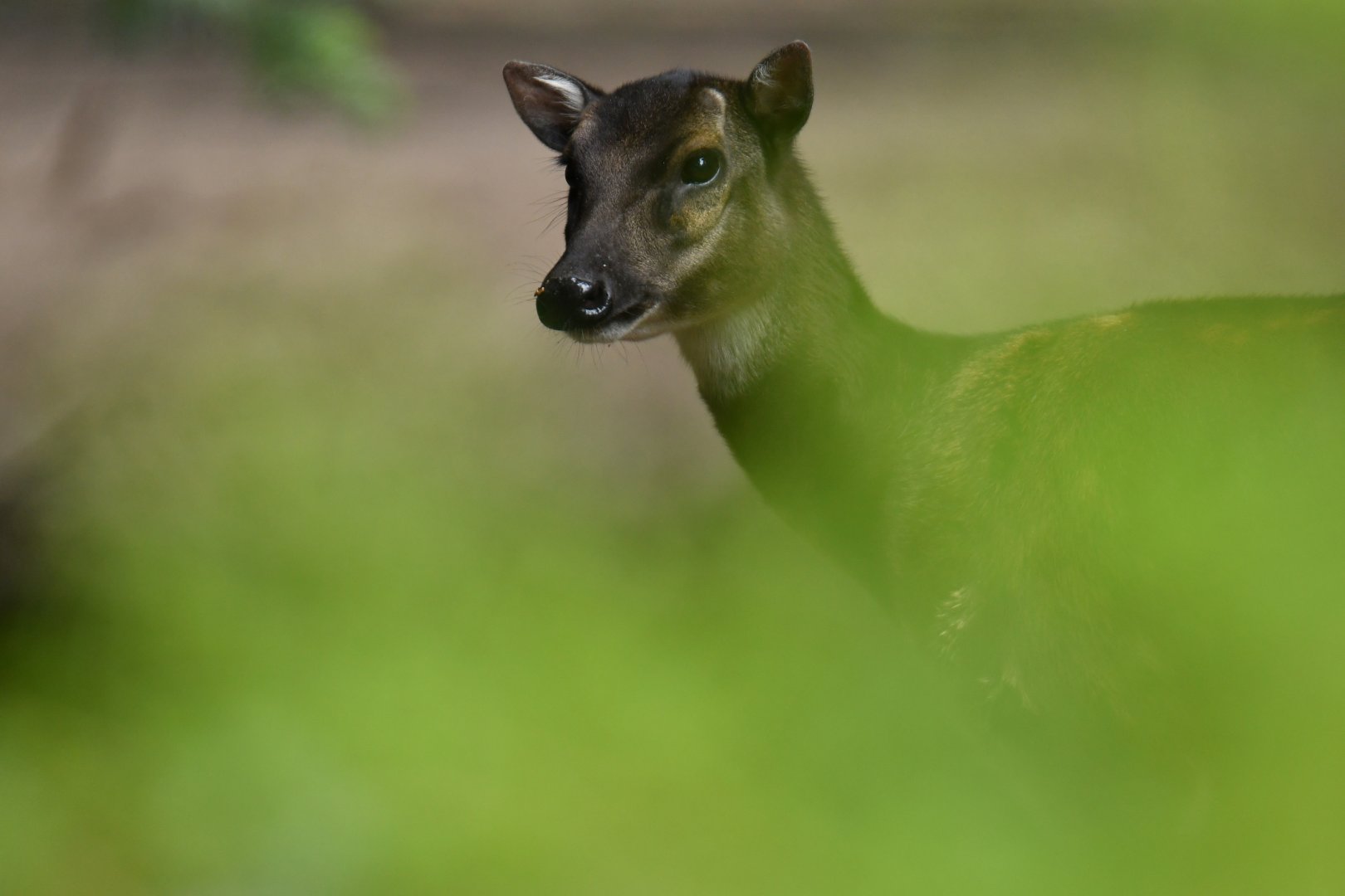 Visayan spotted deer (Rusa alfredi)
