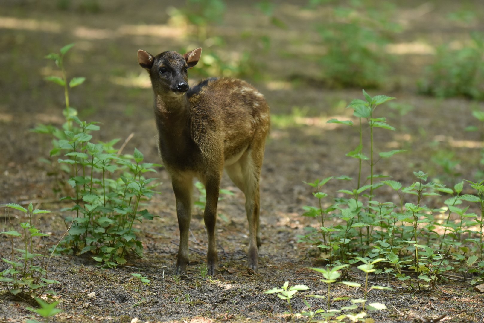 Visayan spotted deer (Rusa alfredi)