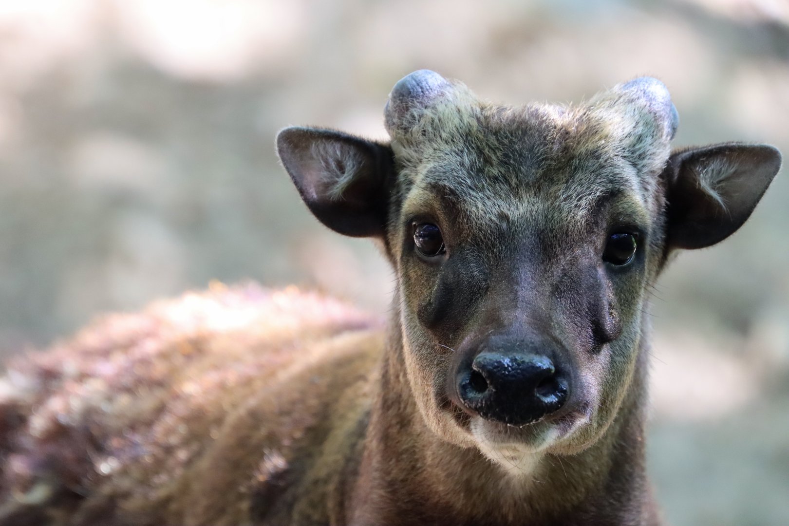 Visayan spotted deer (Rusa alfredi)