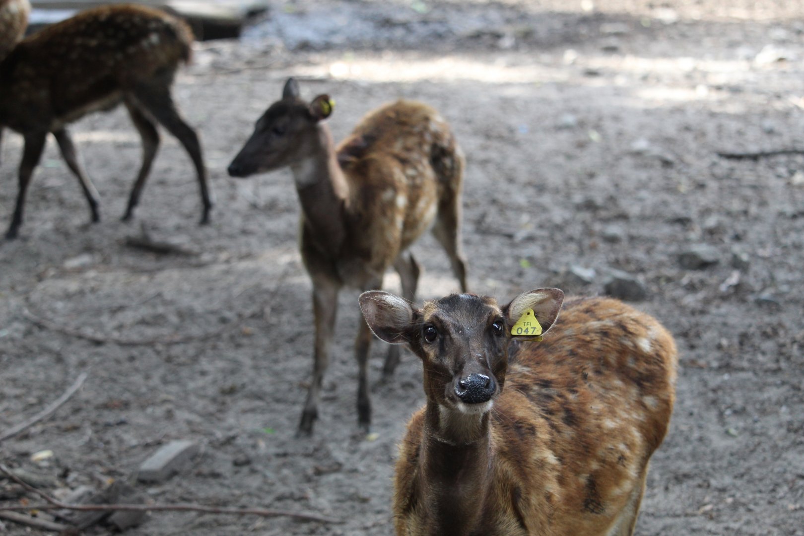 Visayan spotted deer (Rusa alfredi)