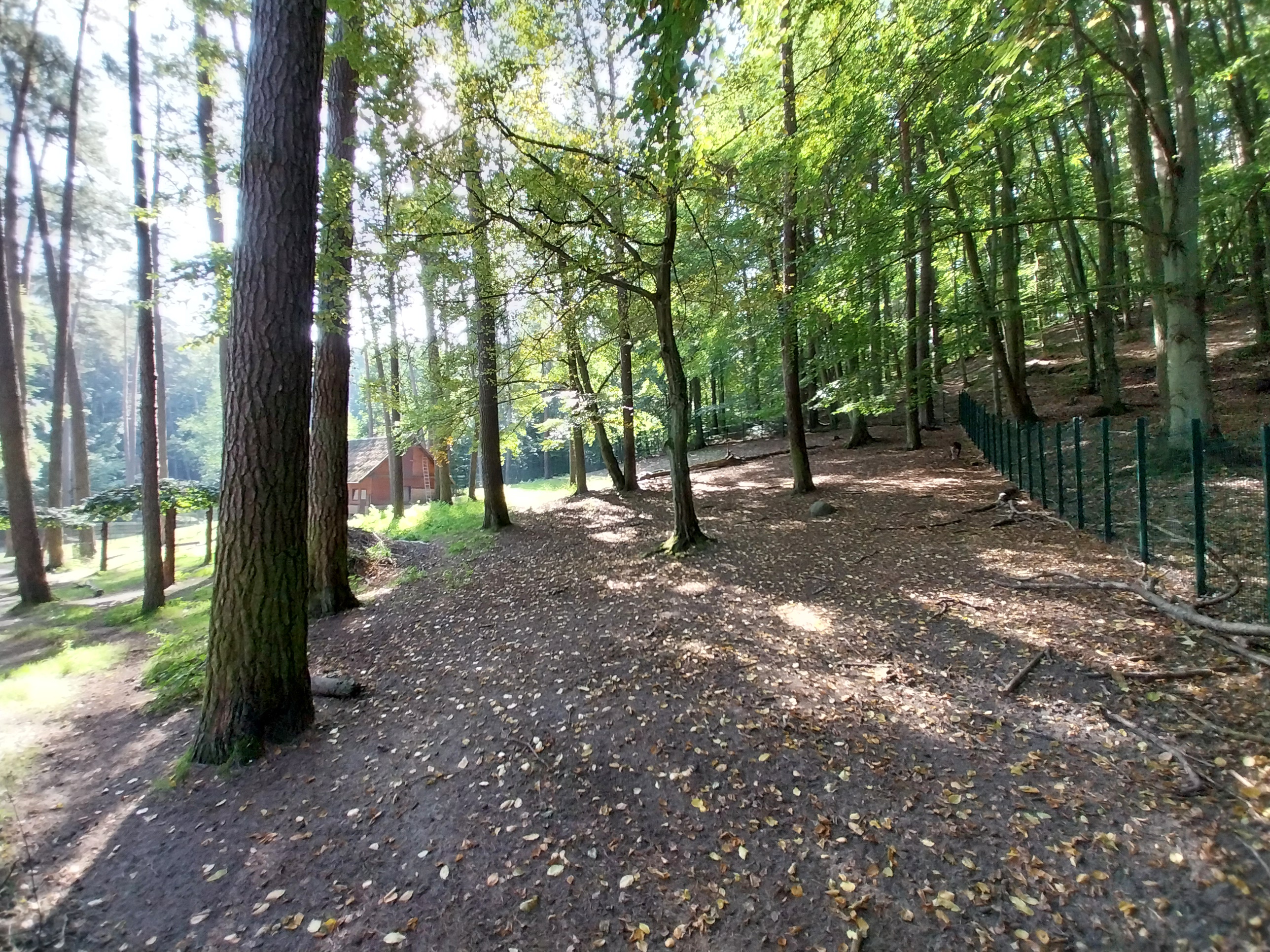 Visayan Spotted Deer (Rusa alfredi)