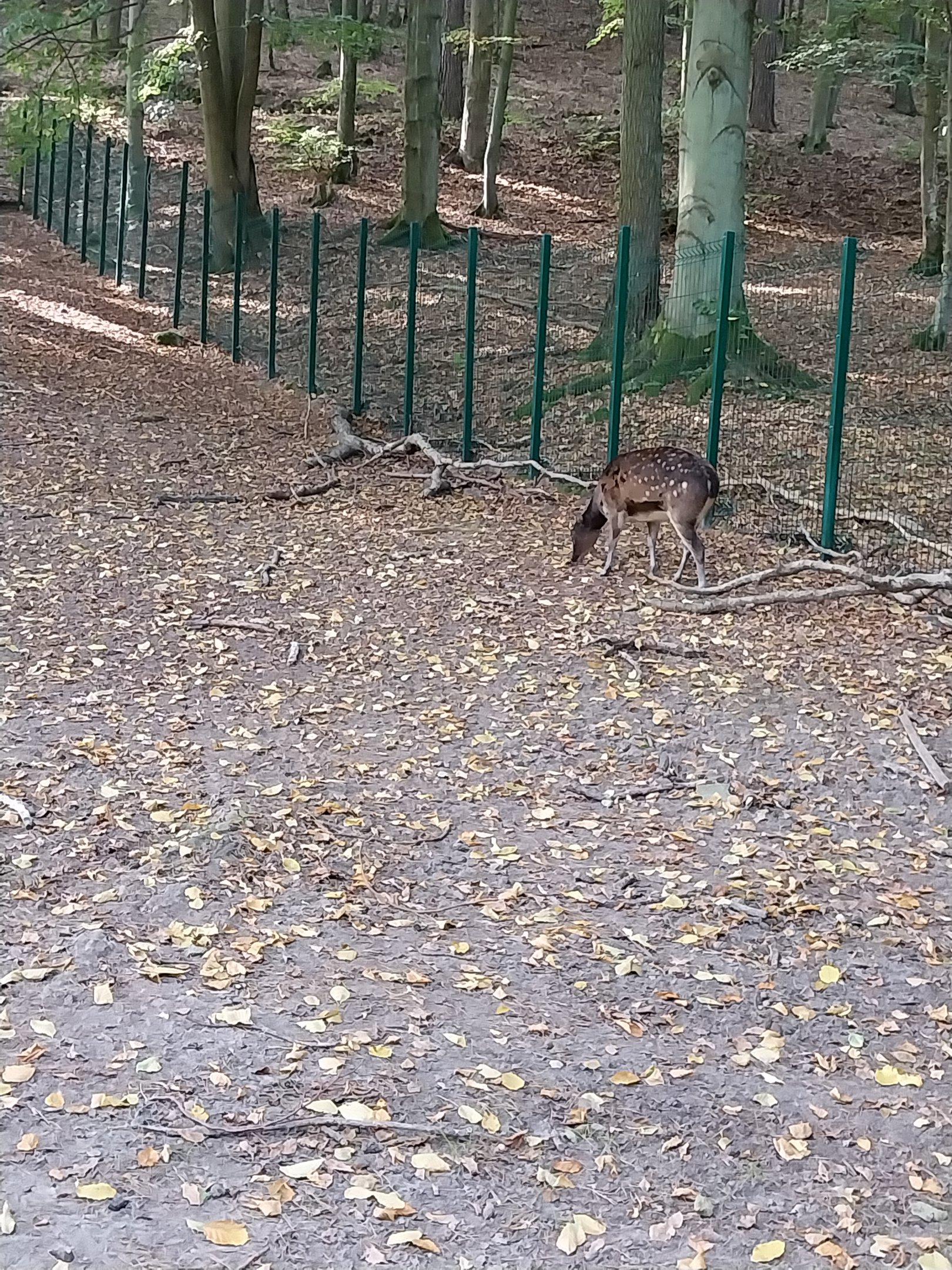 Visayan Spotted Deer (Rusa alfredi)