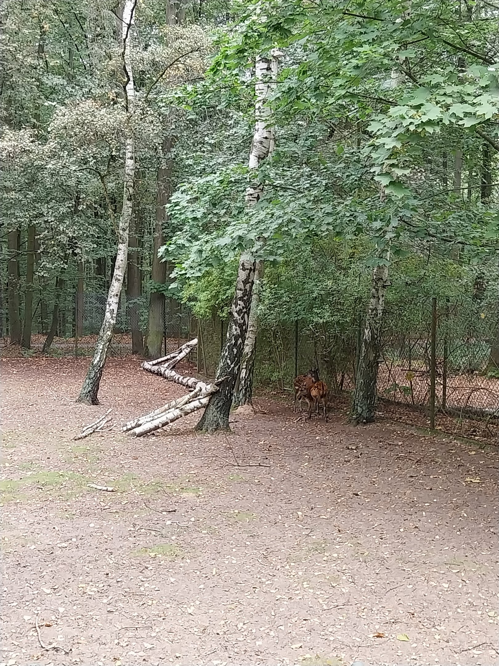 Visayan Spotted Deer (Rusa alfredi)