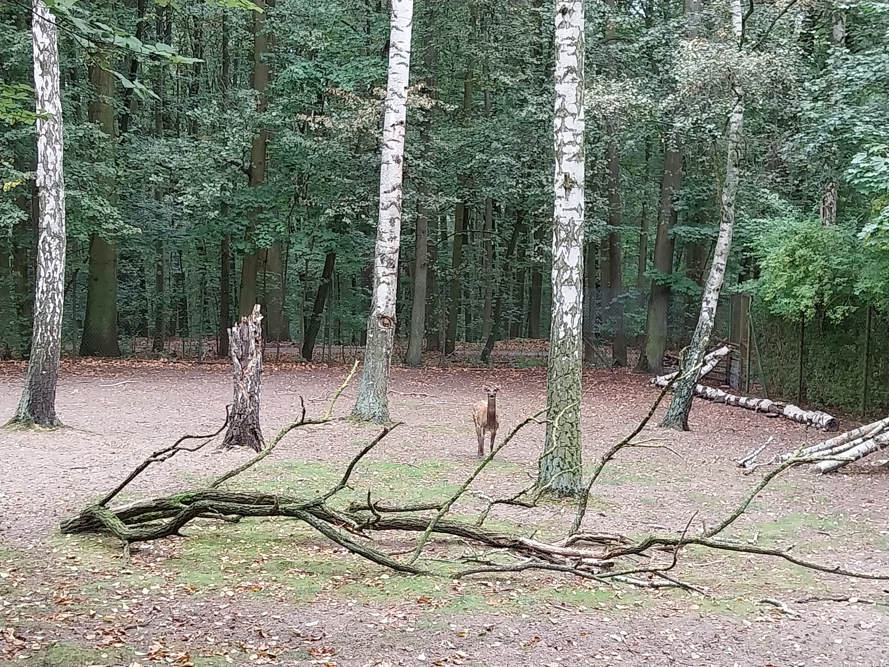 Visayan Spotted Deer (Rusa alfredi)