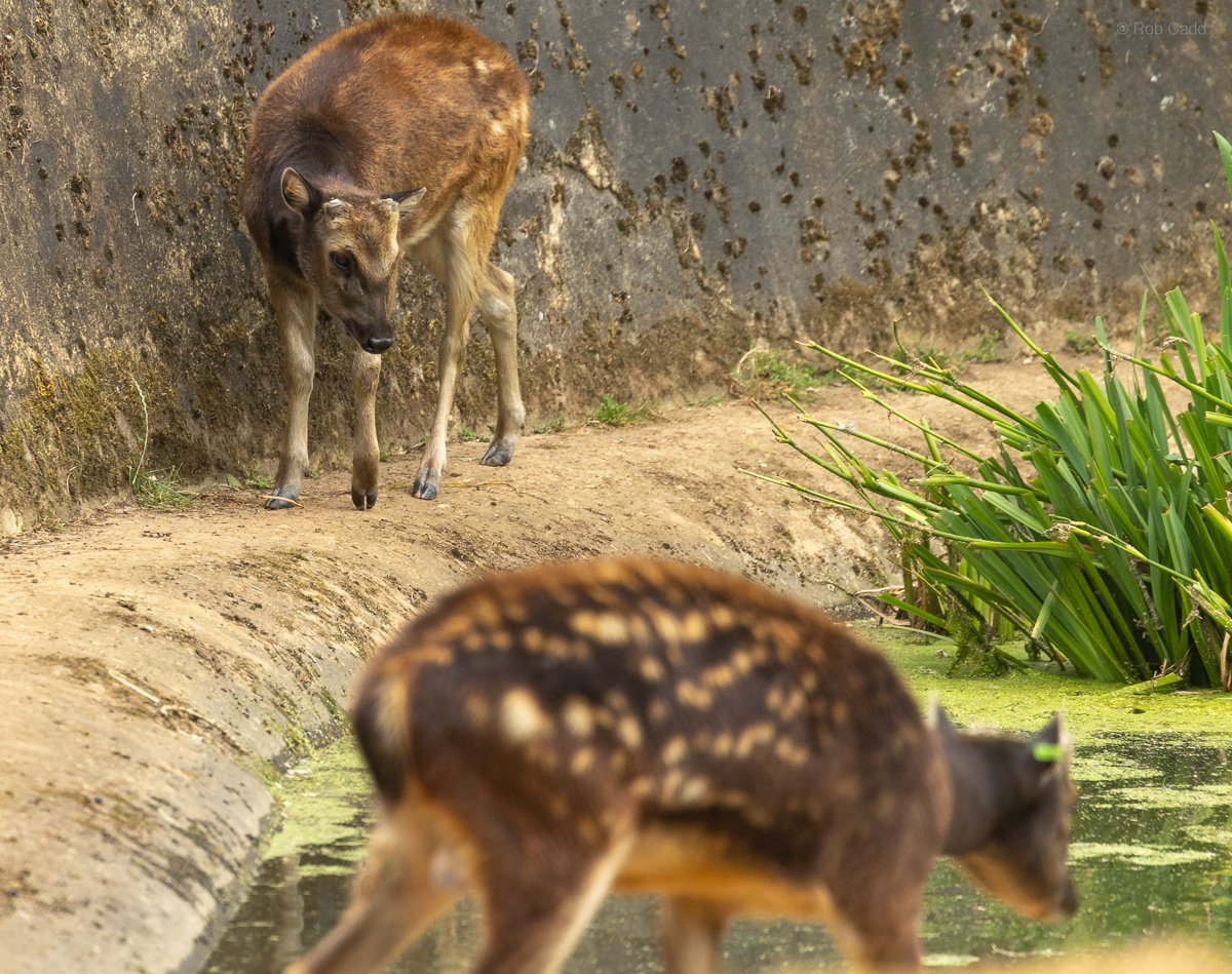 Visayan spotted deer : Whipsnade : 22 Jun 2025