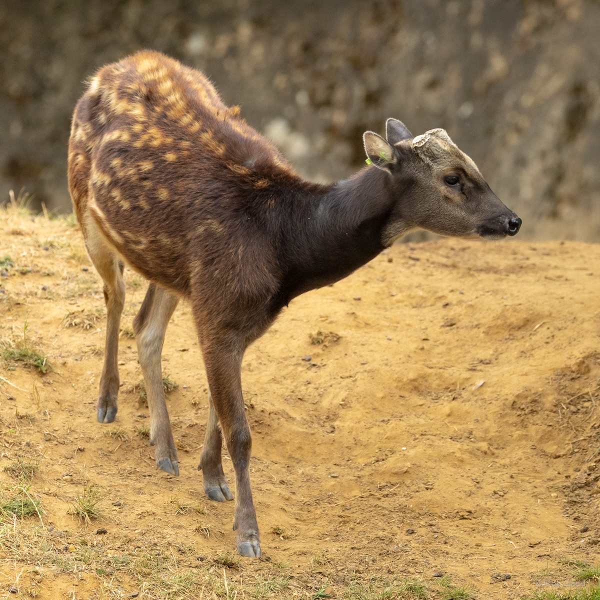 Visayan spotted deer : Whipsnade : 22 Jun 2025