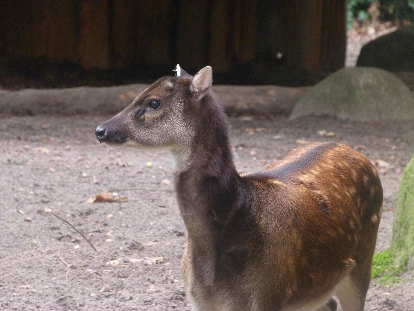 Visayan spotted deer -Zoologischer Garten Berlin (2024)