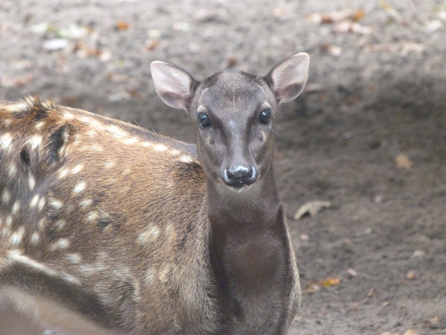 Visayan spotted deer -Zoologischer Garten Berlin (2024)