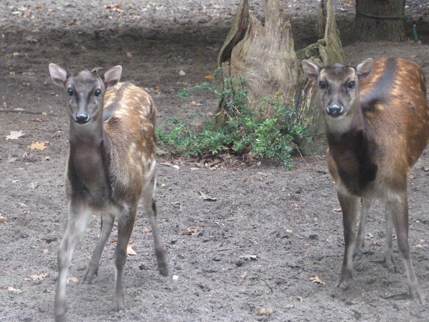 Visayan spotted deer -Zoologischer Garten Berlin (2024)