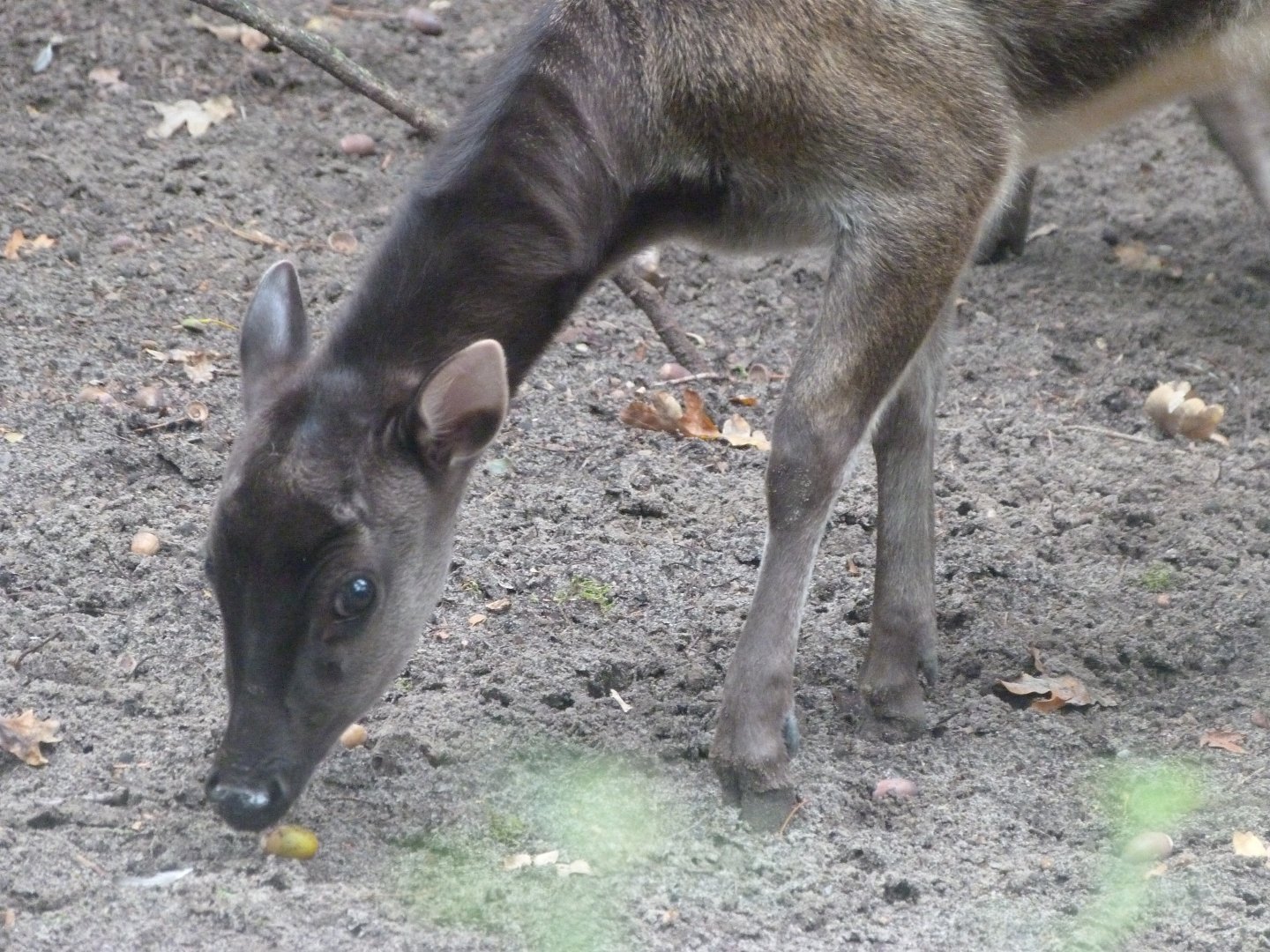 Visayan spotted deer -Zoologischer Garten Berlin (2024)