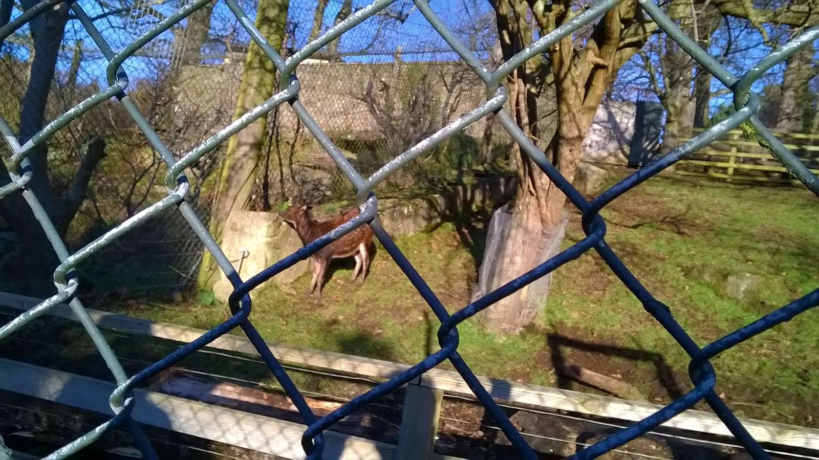 Visayan spotted deer
