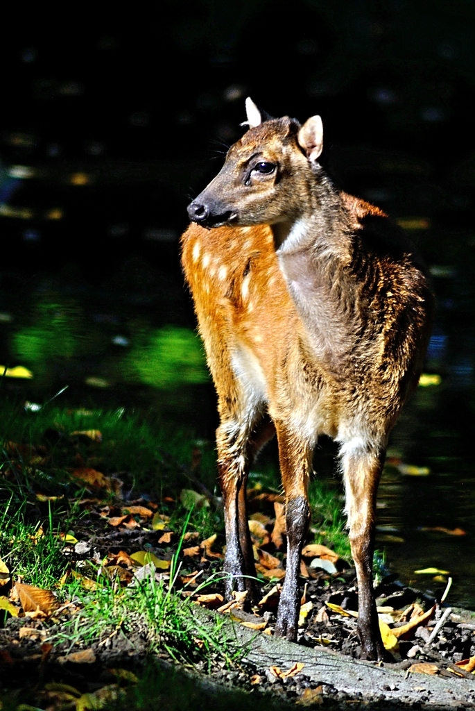 Visayan spotted deer