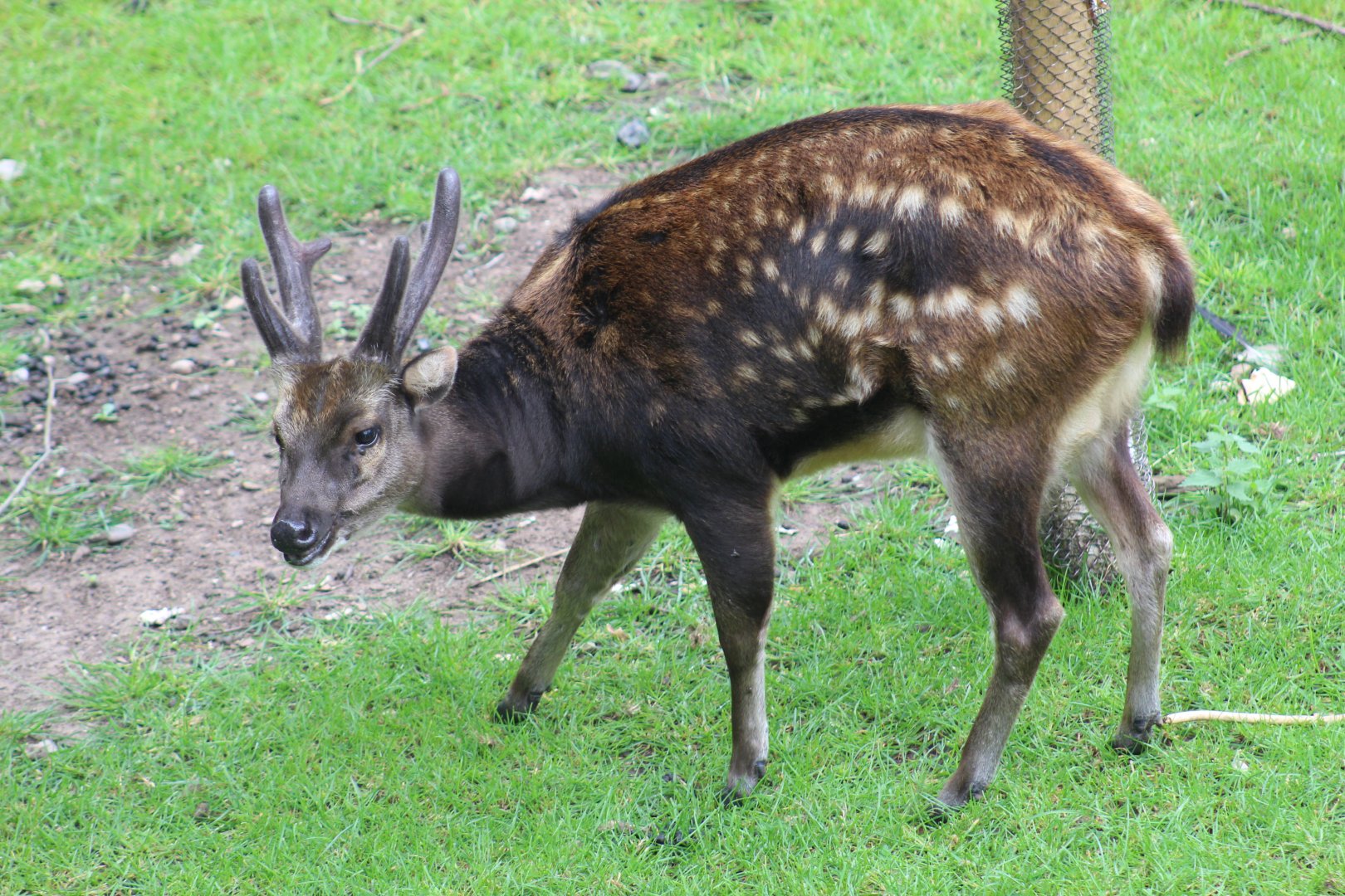 Visayan Spotted Deer