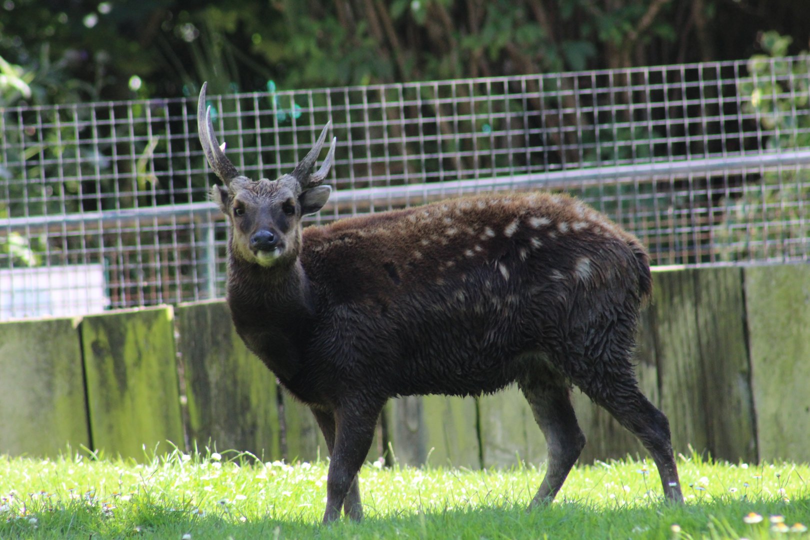 Visayan Spotted Deer