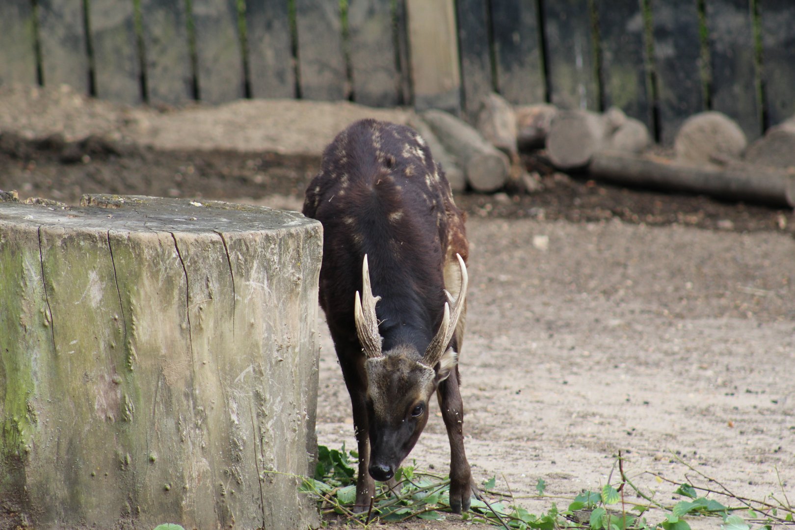 Visayan Spotted Deer