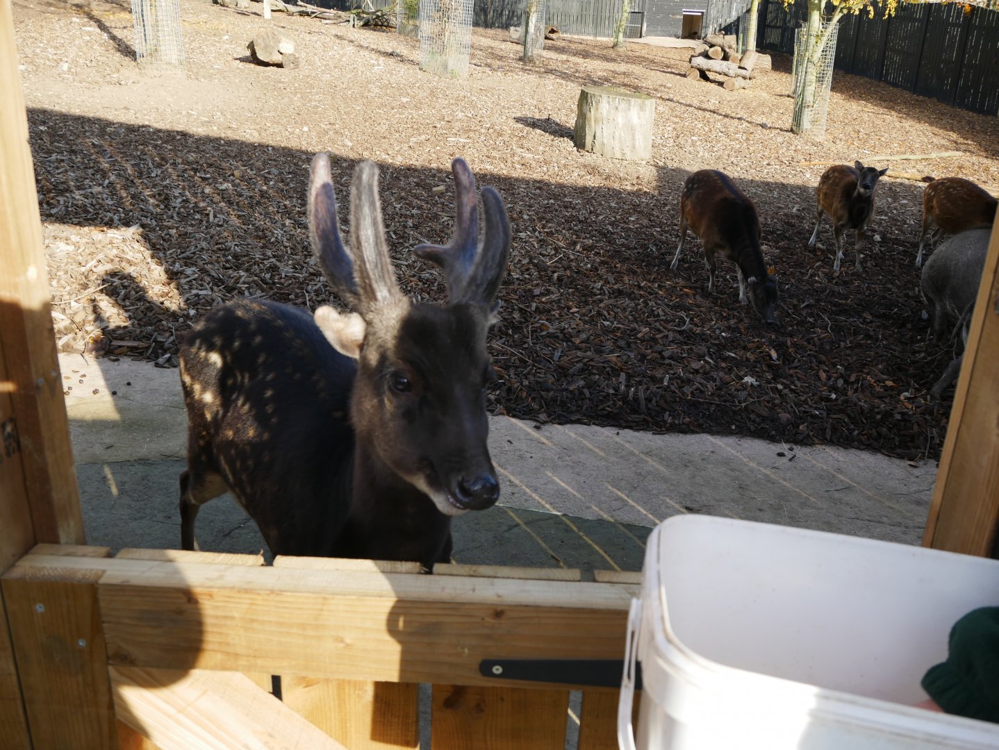 Visayan spotted deer
