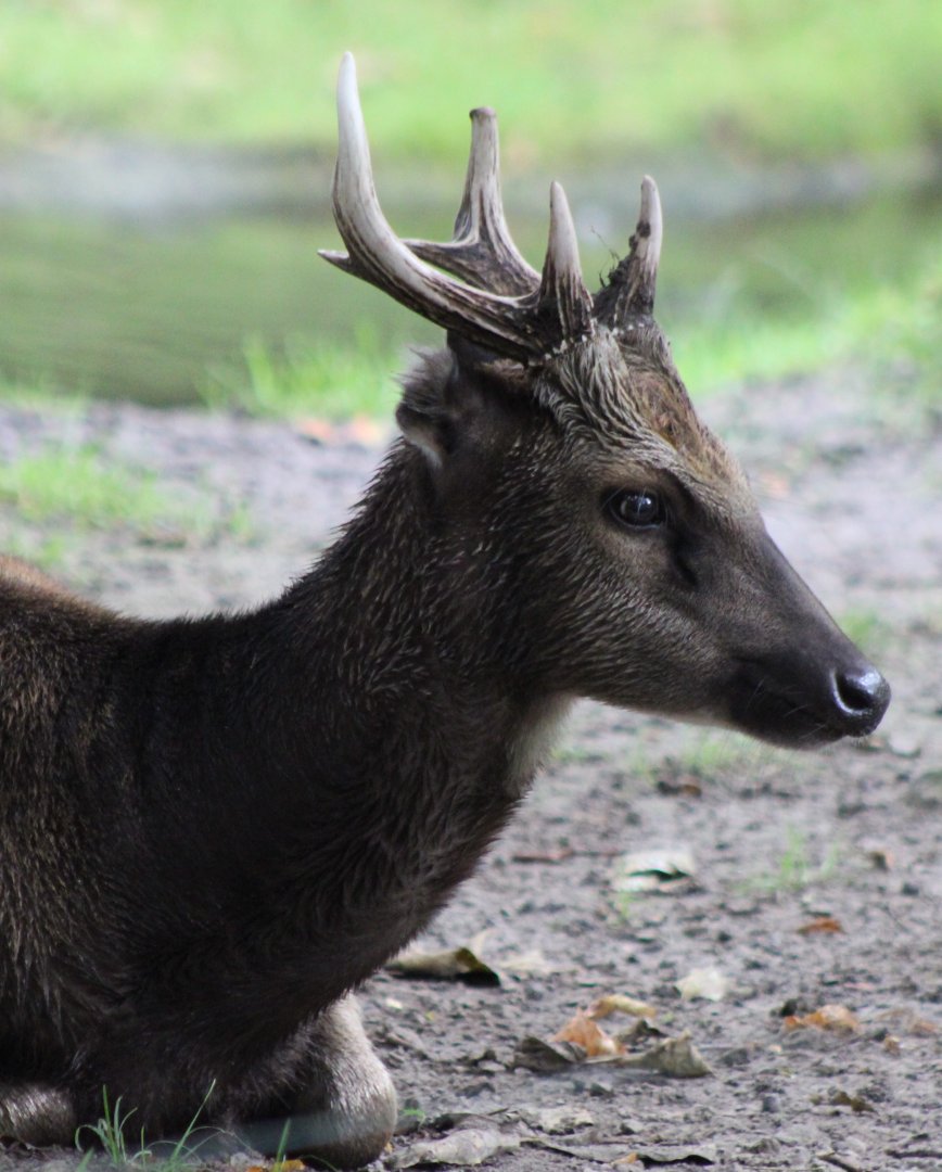 Visayan spotted deer
