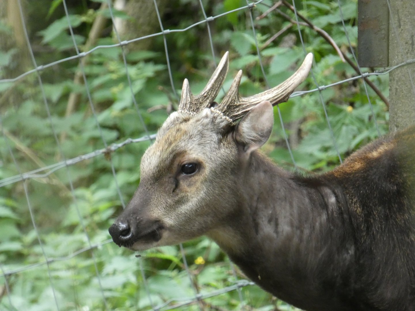 Visayan spotted deer