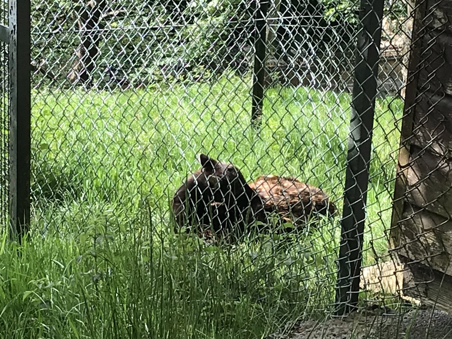 Visayan spotted deer