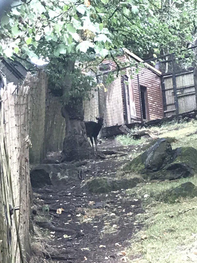 Visayan spotted deer