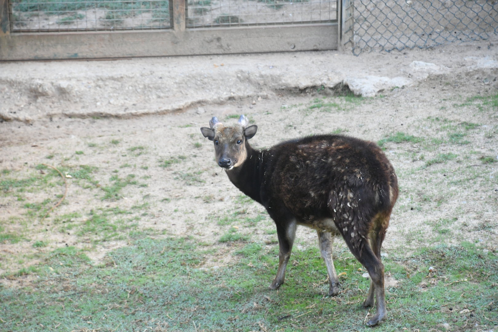 Visayan Spotted Deer
