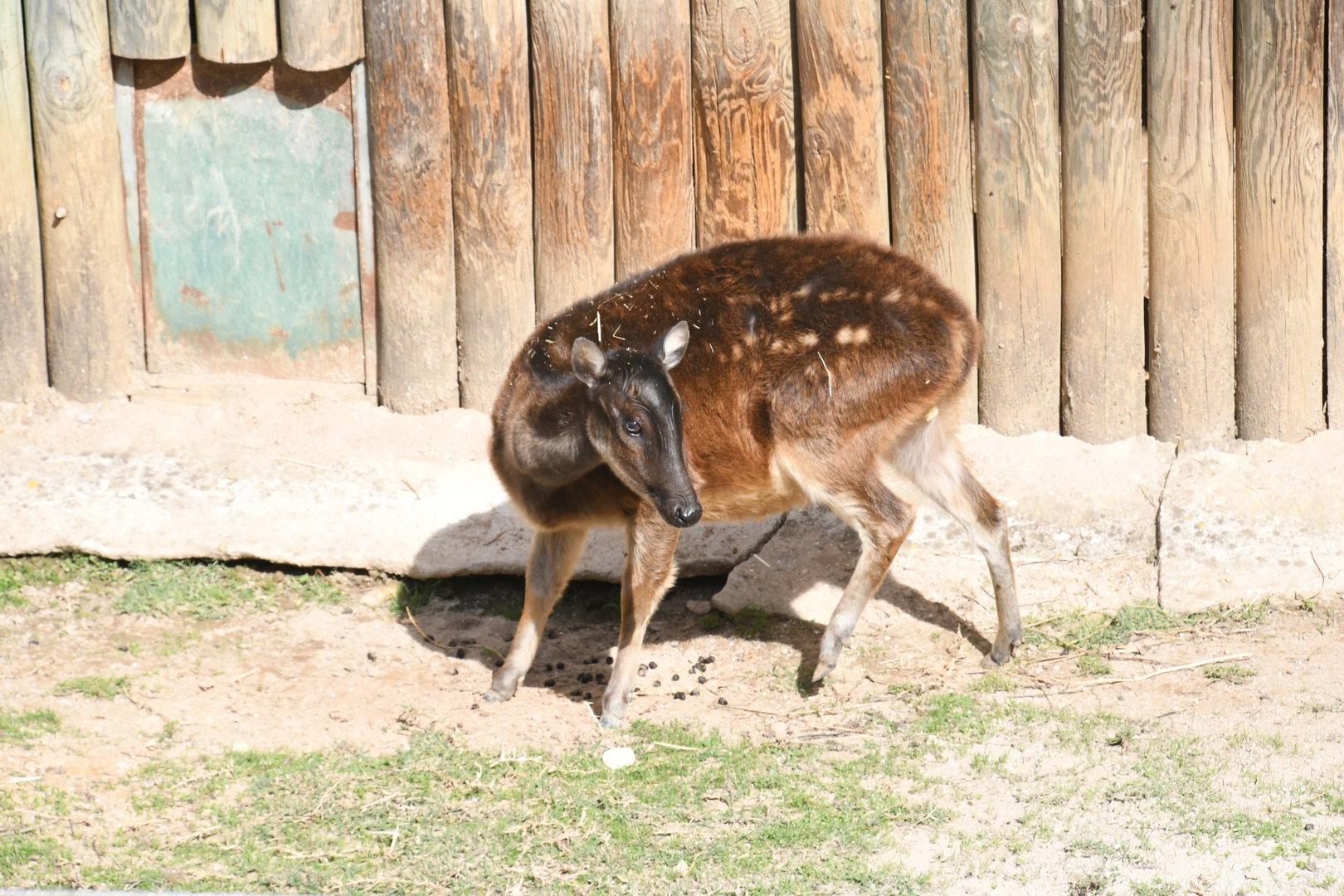 Visayan Spotted Deer