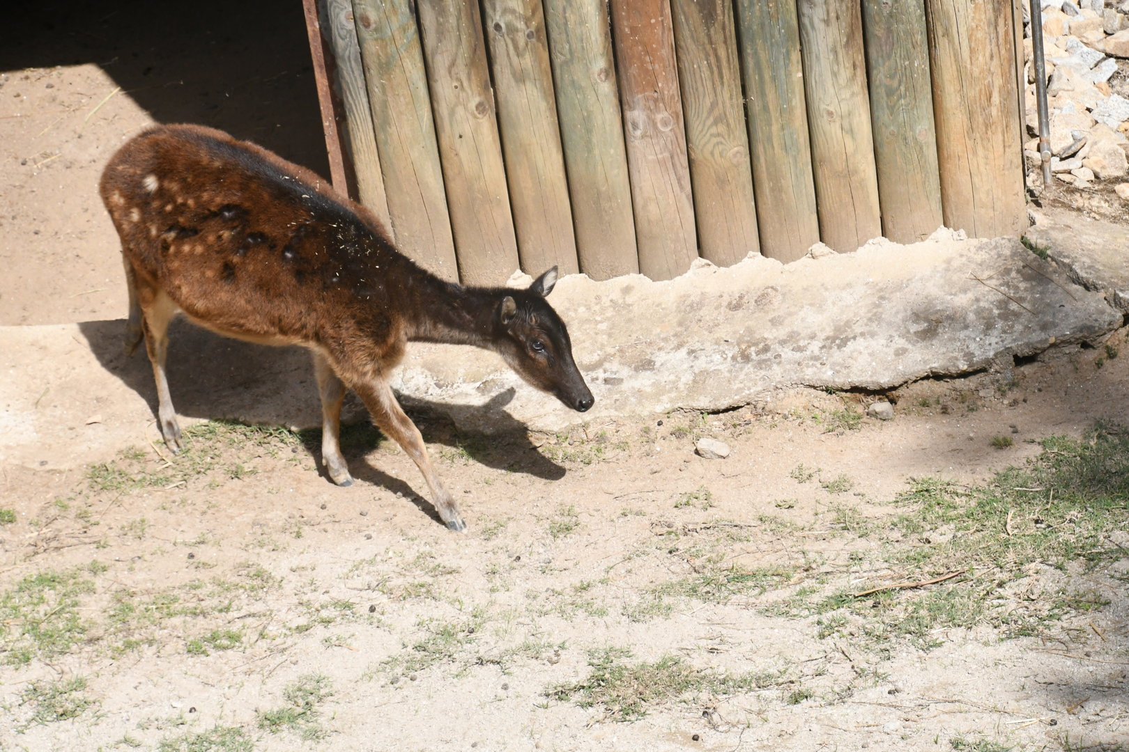 Visayan Spotted Deer