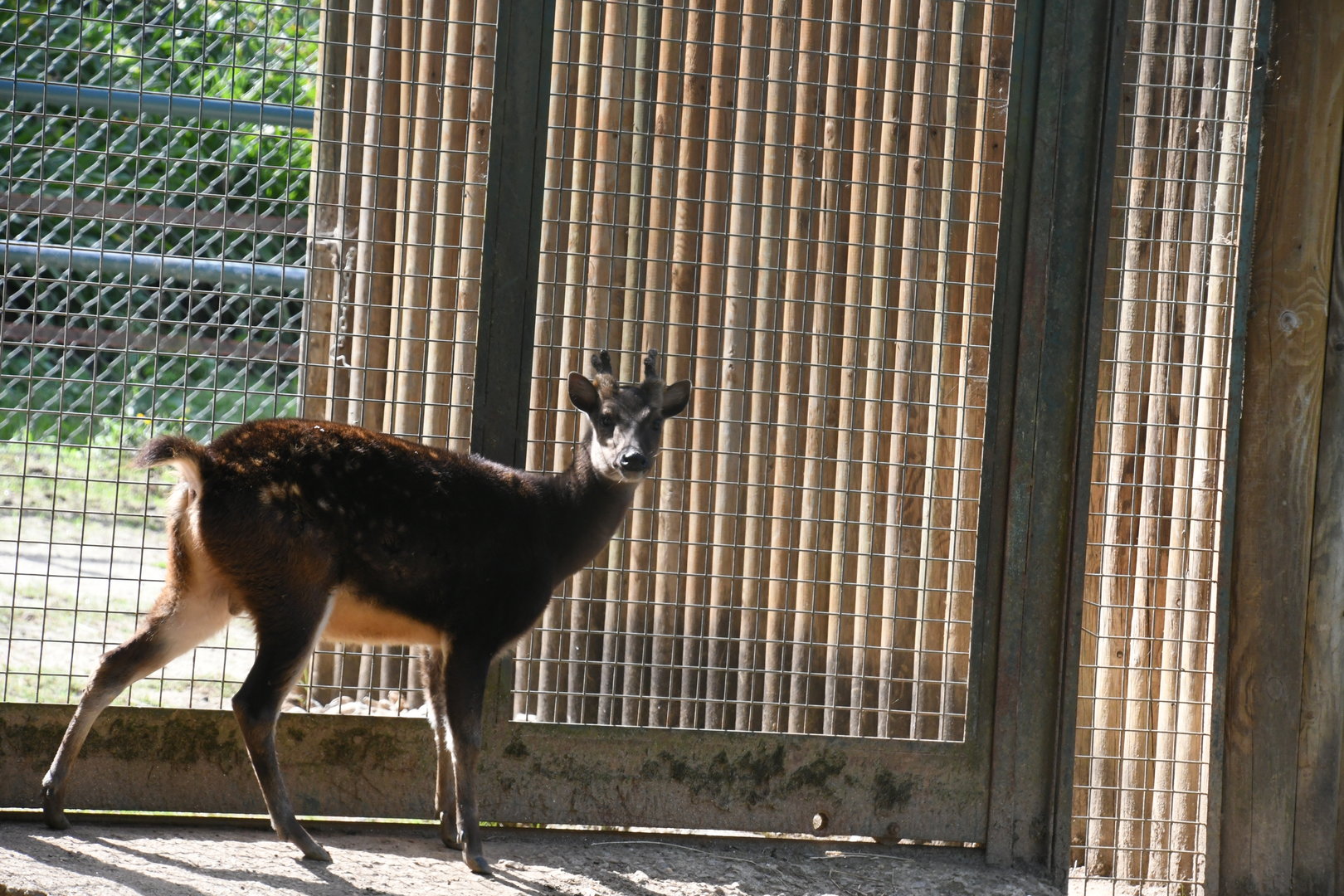 Visayan Spotted Deer