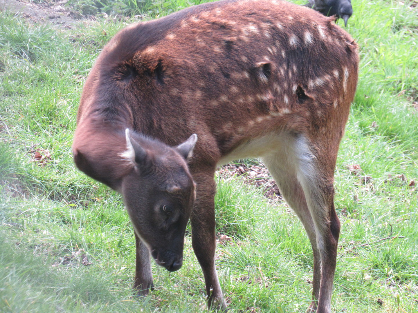 Visayan Spotted Deer