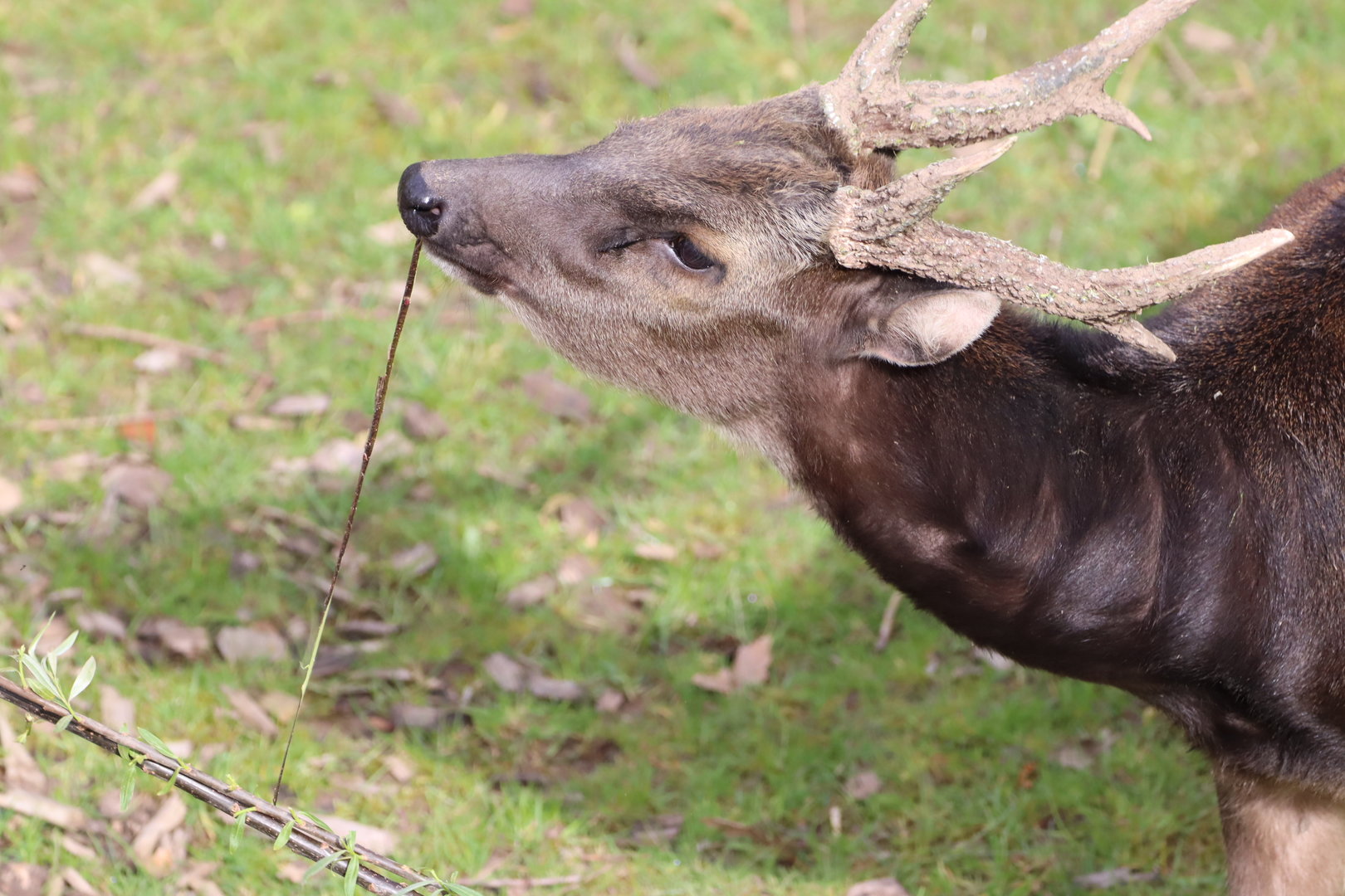 Visayan Spotted Deer