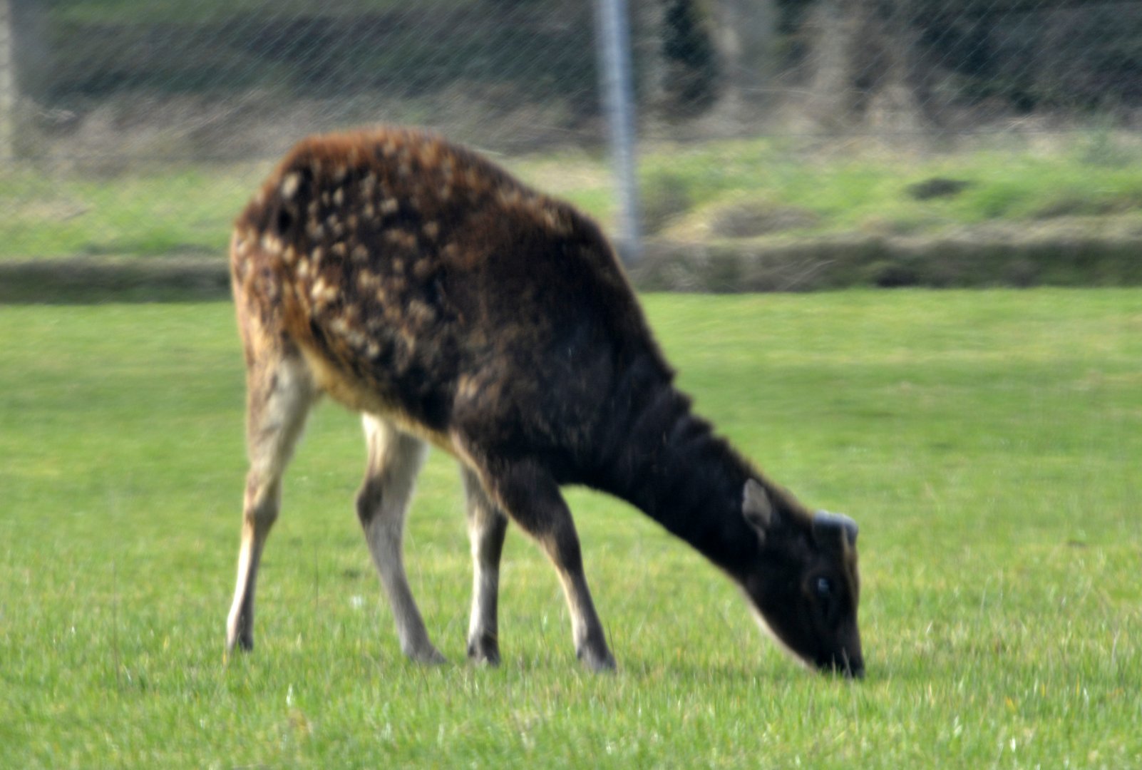 Visayan spotted deer,
