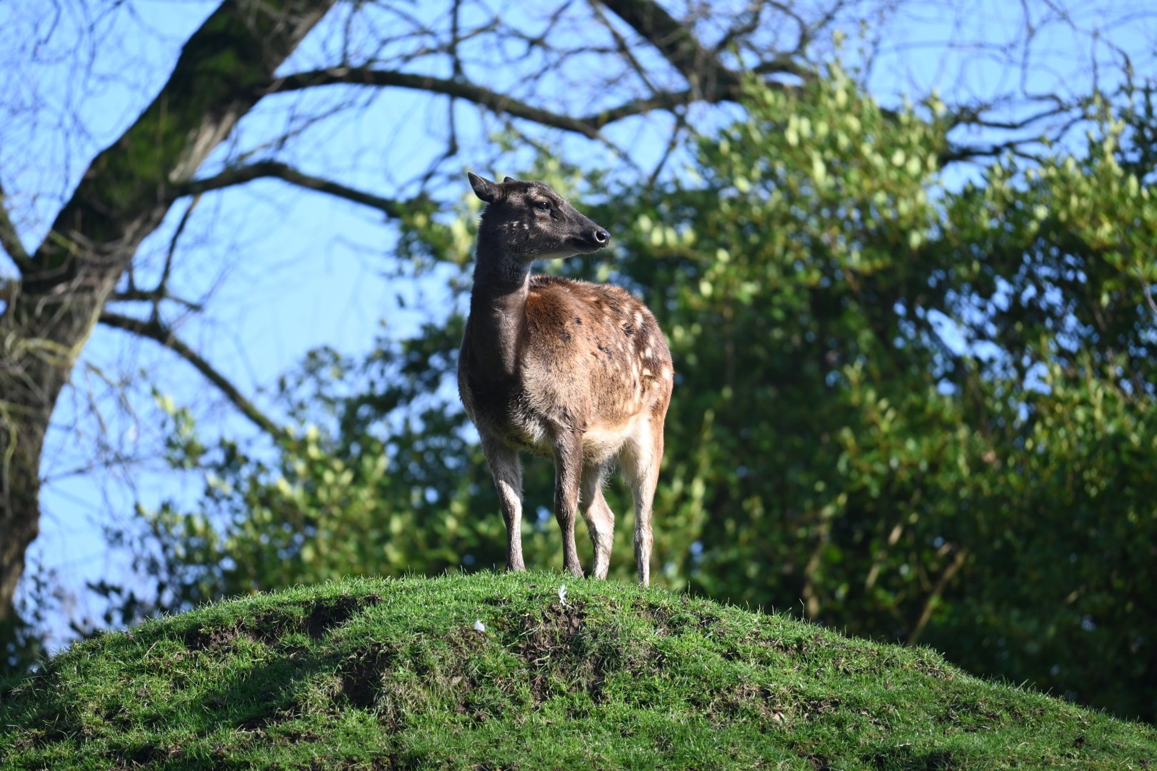 Visayan Spotted Deer
