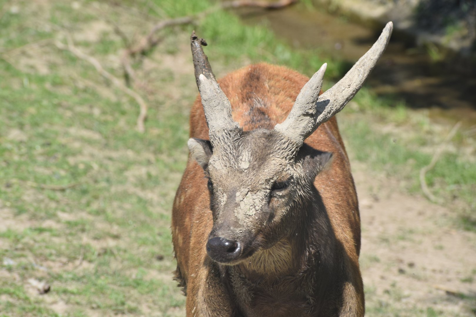 Visayan spotted deer