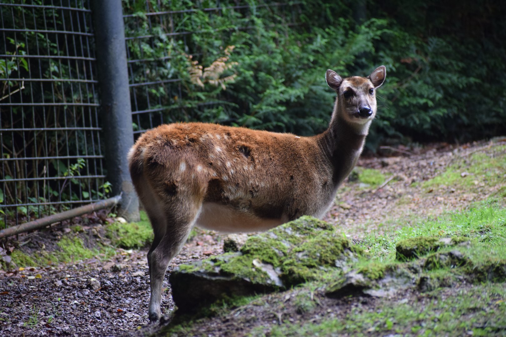 Visayan spotted deer