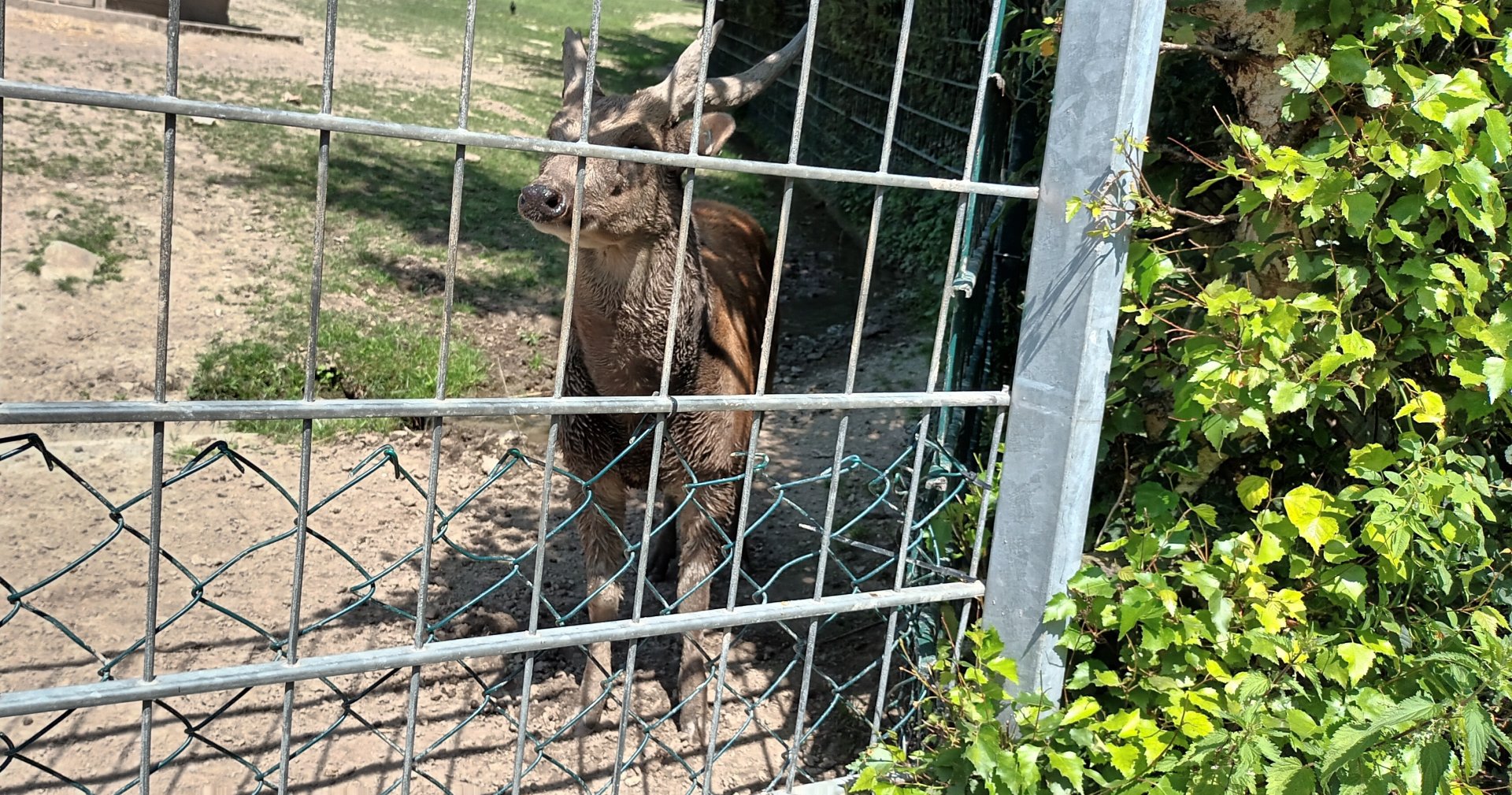 Visayan spotted Deer