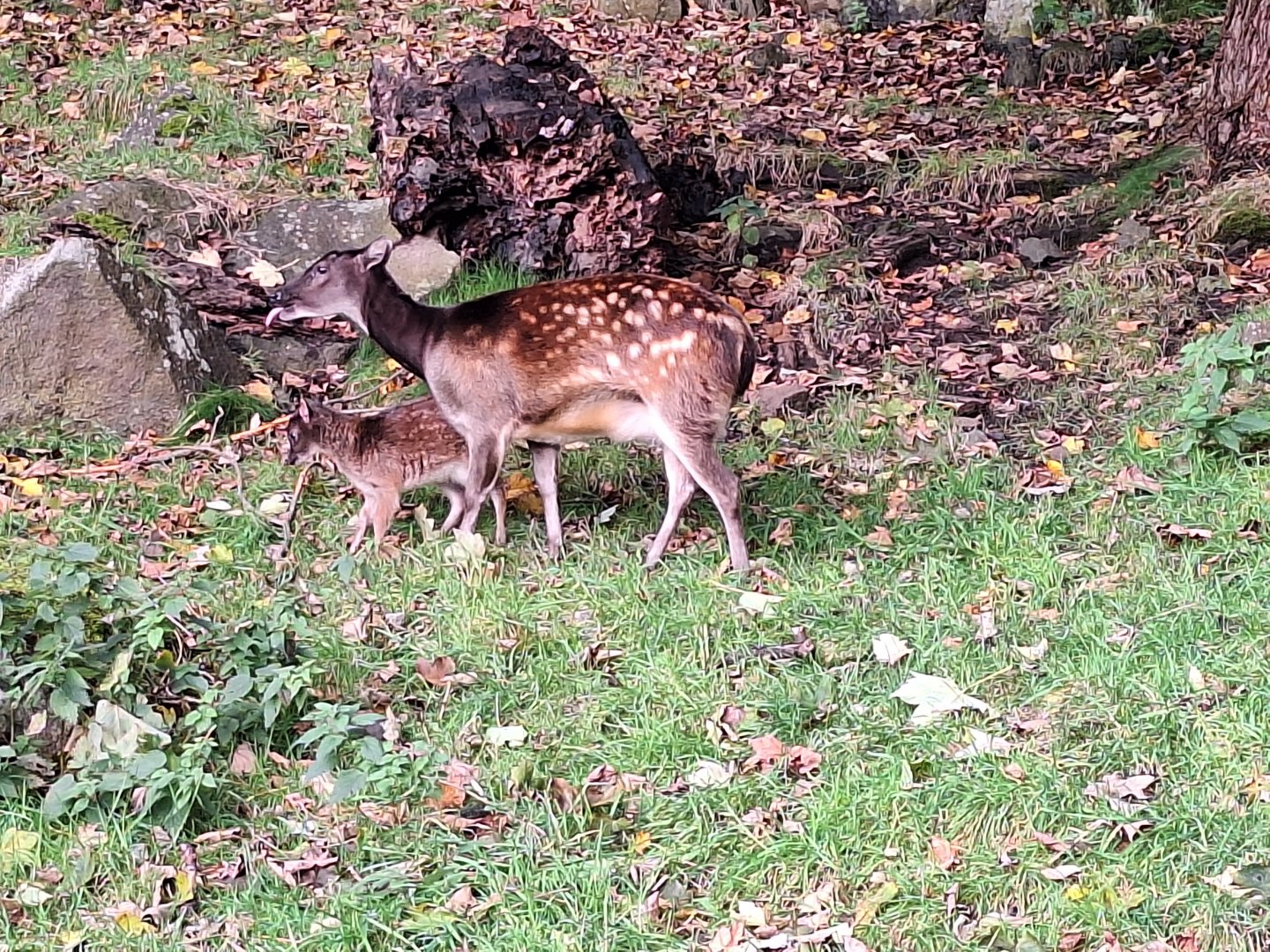 Visayan Spotted Deer