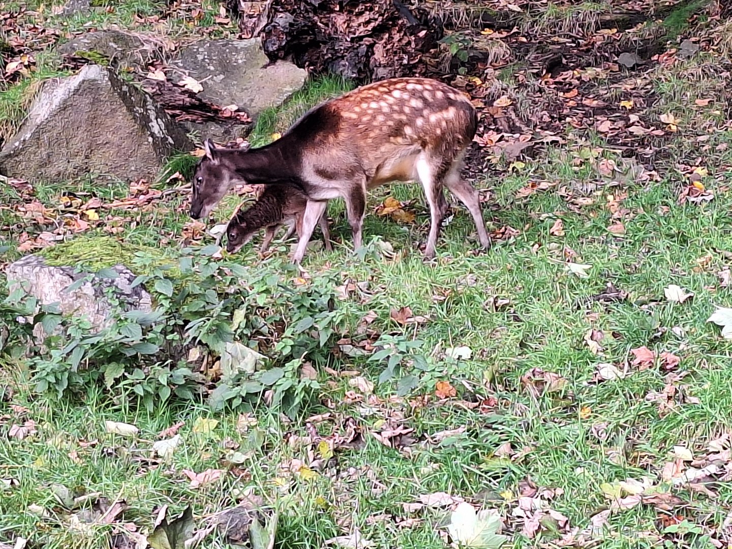 Visayan Spotted Deer