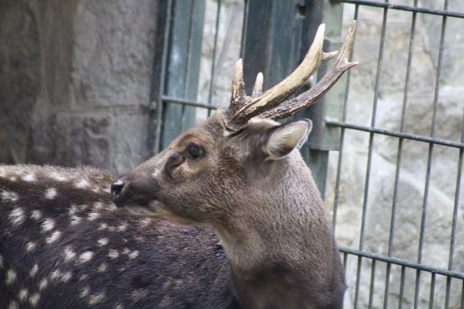 Visayan Spotted Deer