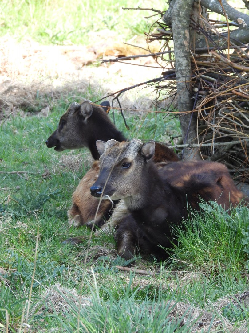 Visayan Spotted Deer