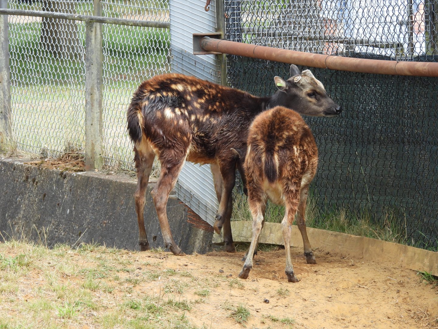 Visayan Spotted Deer