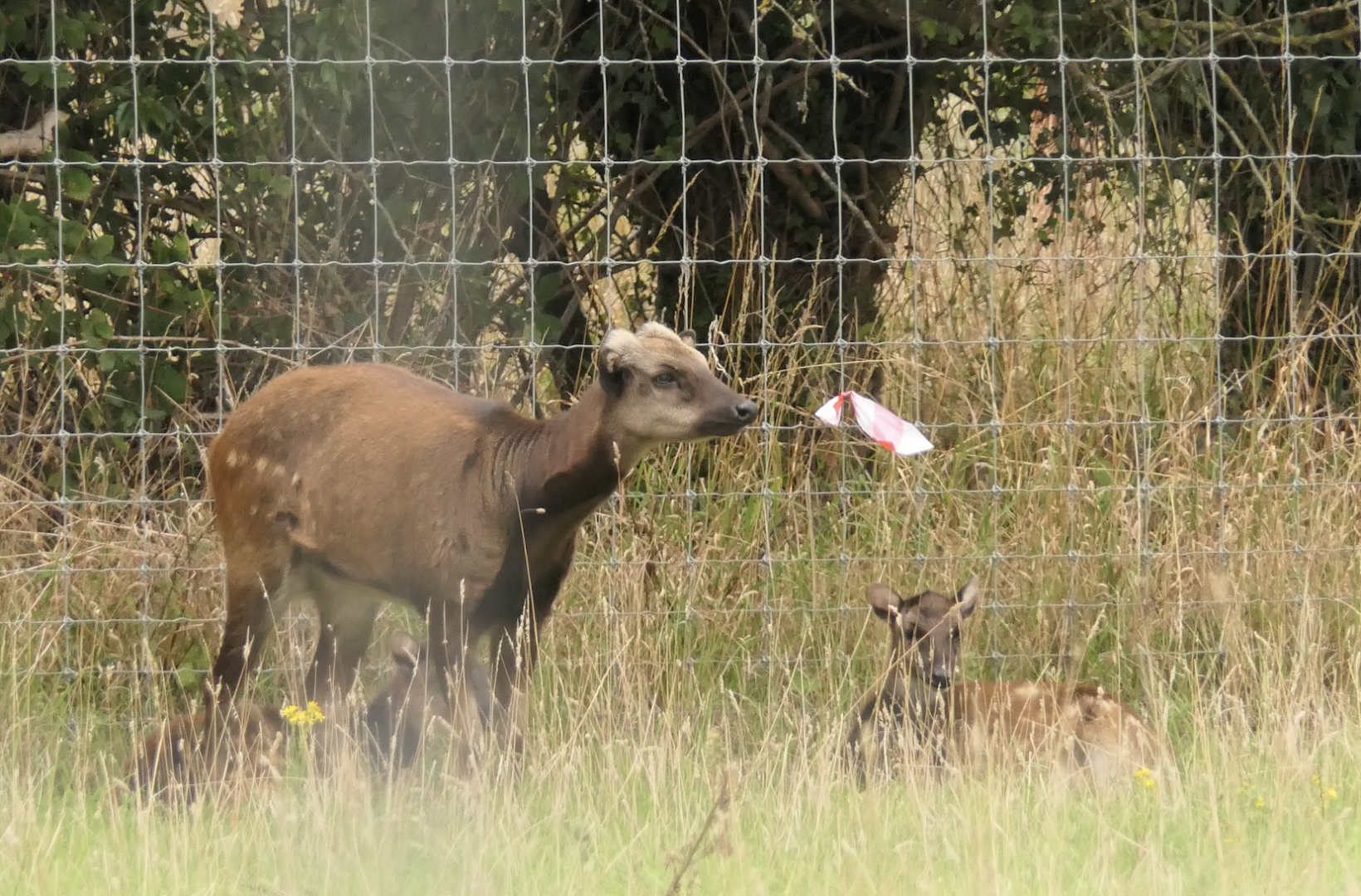 Visayan spotted deer
