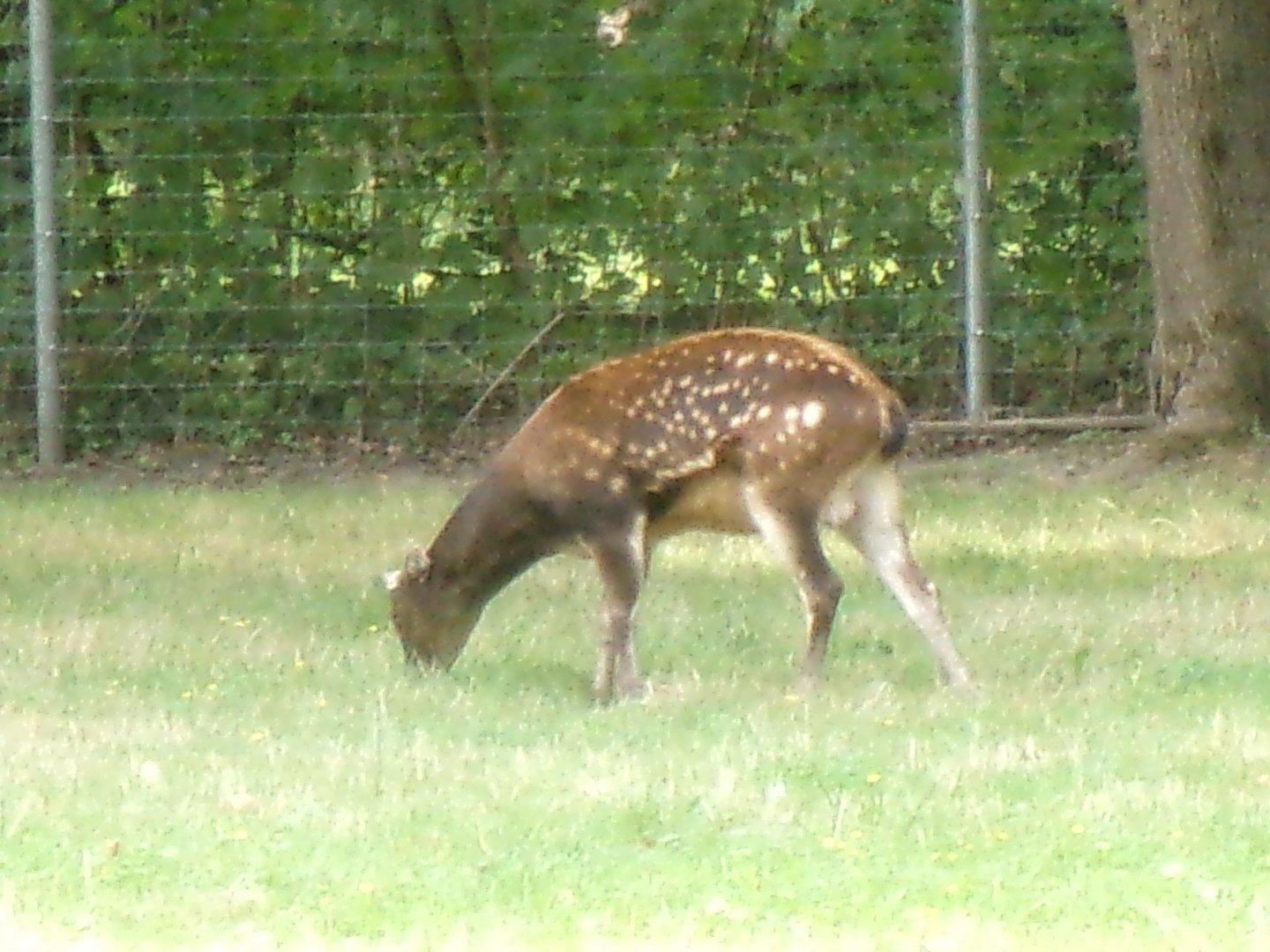 Visayan spotted deer